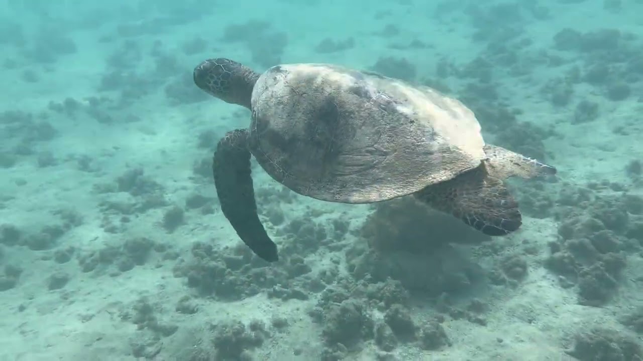 Medium sized solo Honu