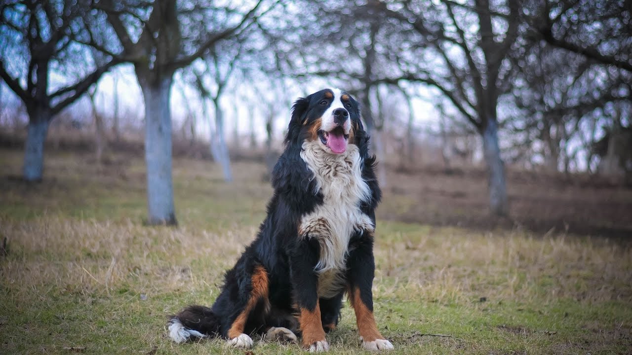 What should I consider before getting a Bernese Mountain Dog?