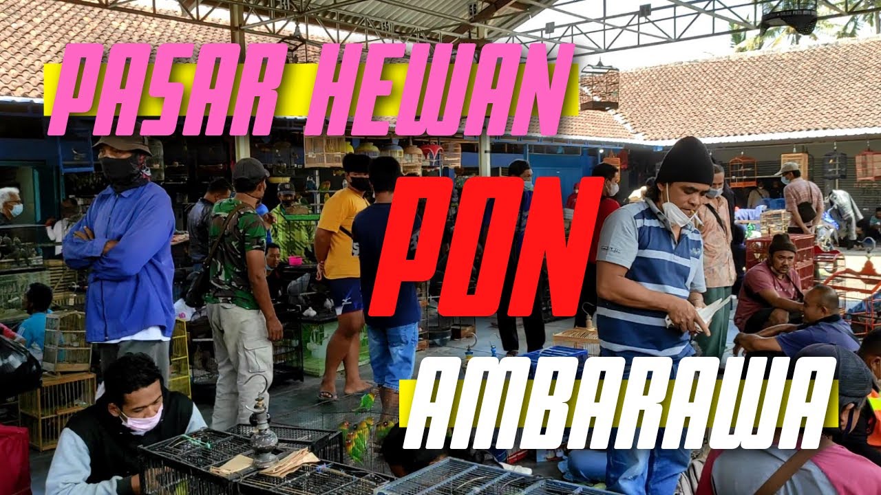 GREBEK PASAR HEWAN PON AMBARAWA !!!
