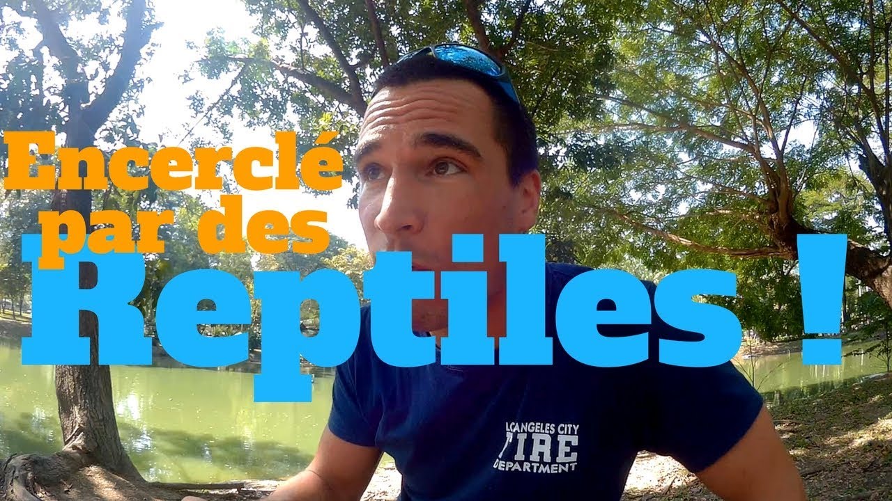 De gros reptiles m'encerclent dans un parc de Bangkok / Varan Malais [FireVlog #10]