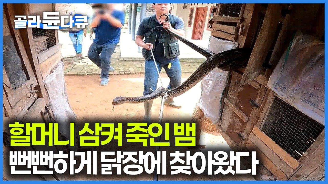 가축, 사람 가리지 않고 삼켜버리는 비단뱀을 포획했다｜인도네시아 그물 무늬 비단뱀｜극한직업｜#골라듄다큐