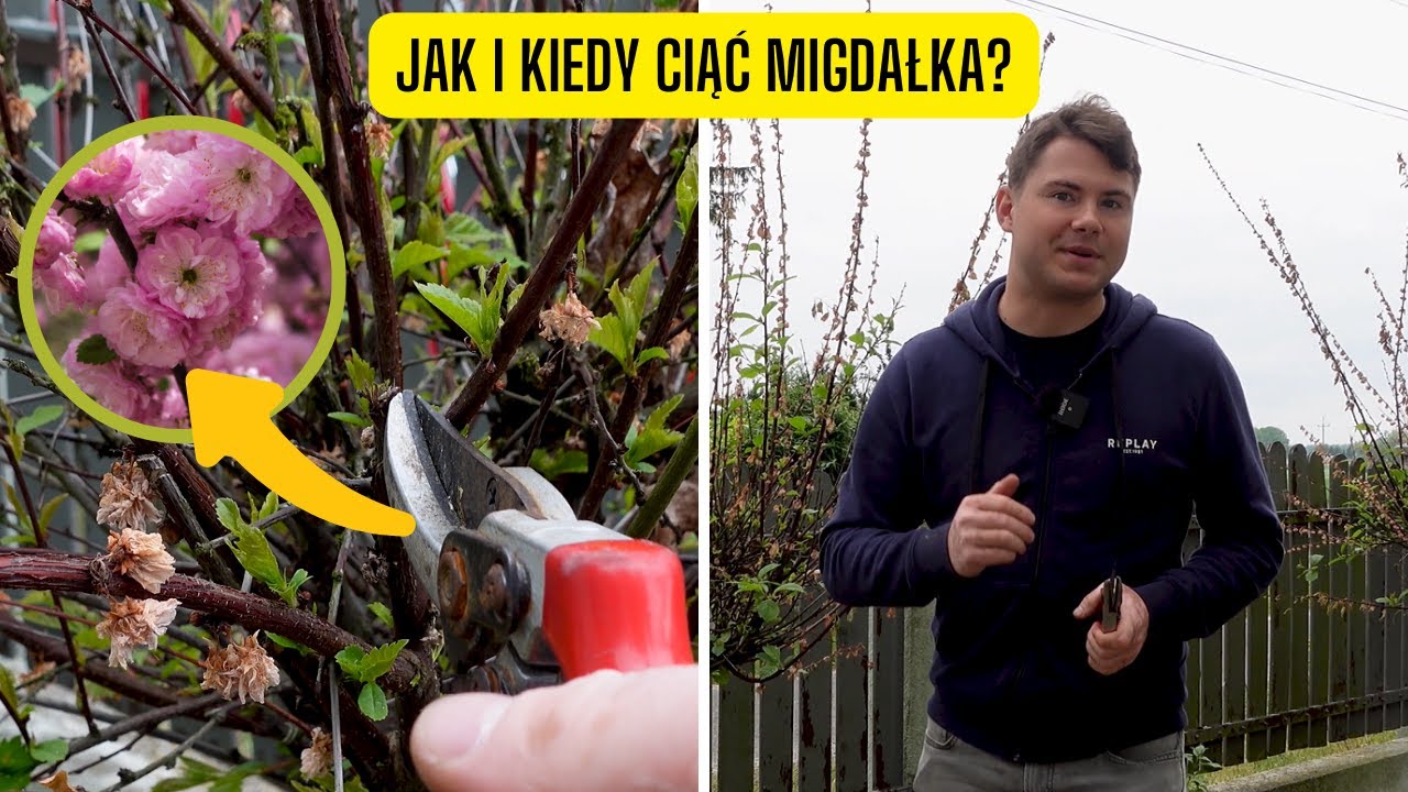 Jak i kiedy przycinać Migdałek trójklapowy? Przewodnik po cięciu i pielęgnacji Migdałka