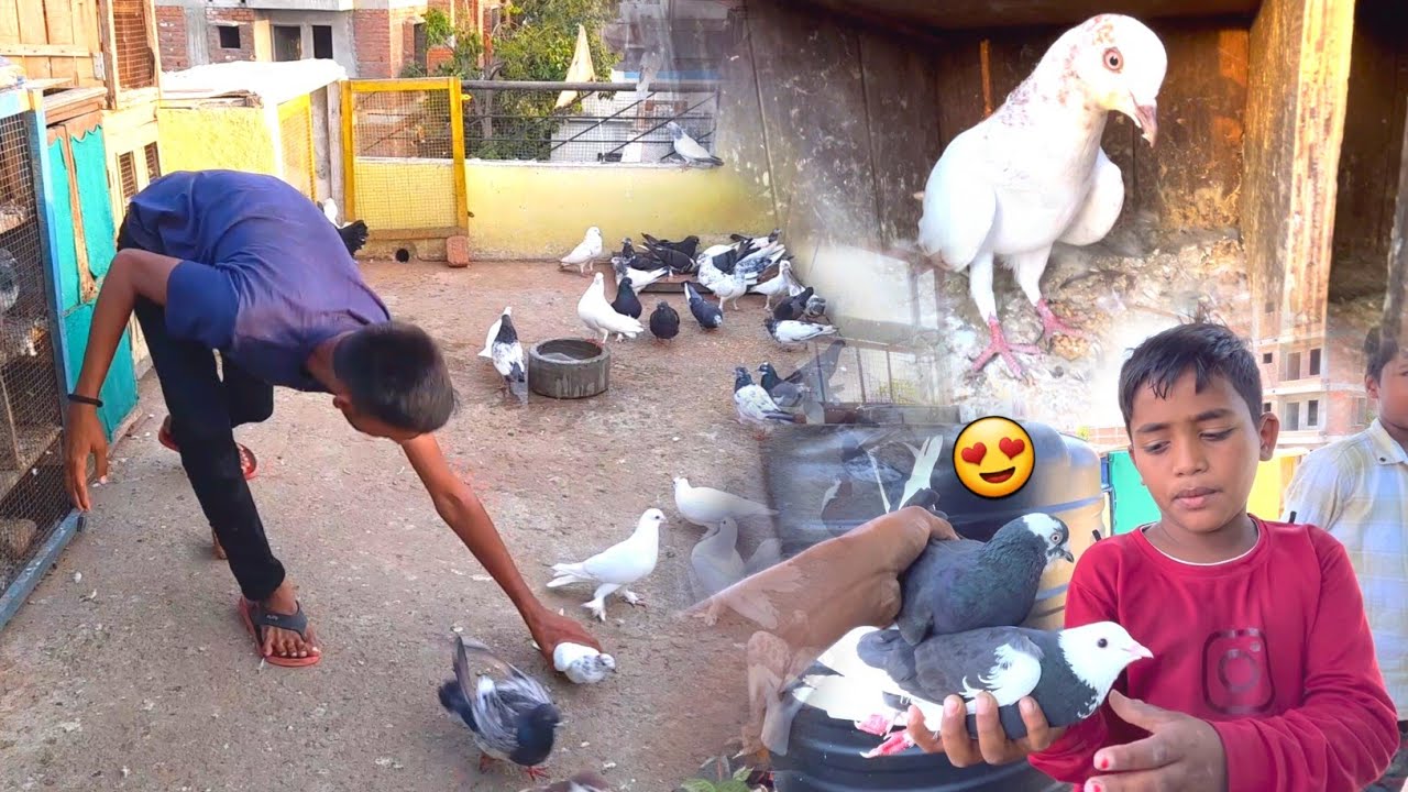 Bazi ka Kabootar 🕊️ Pakda 🤩 !! Chote Bacche ne Chhat Pr Kabootar lae 😥 !! क्या करे इनका अब ?
