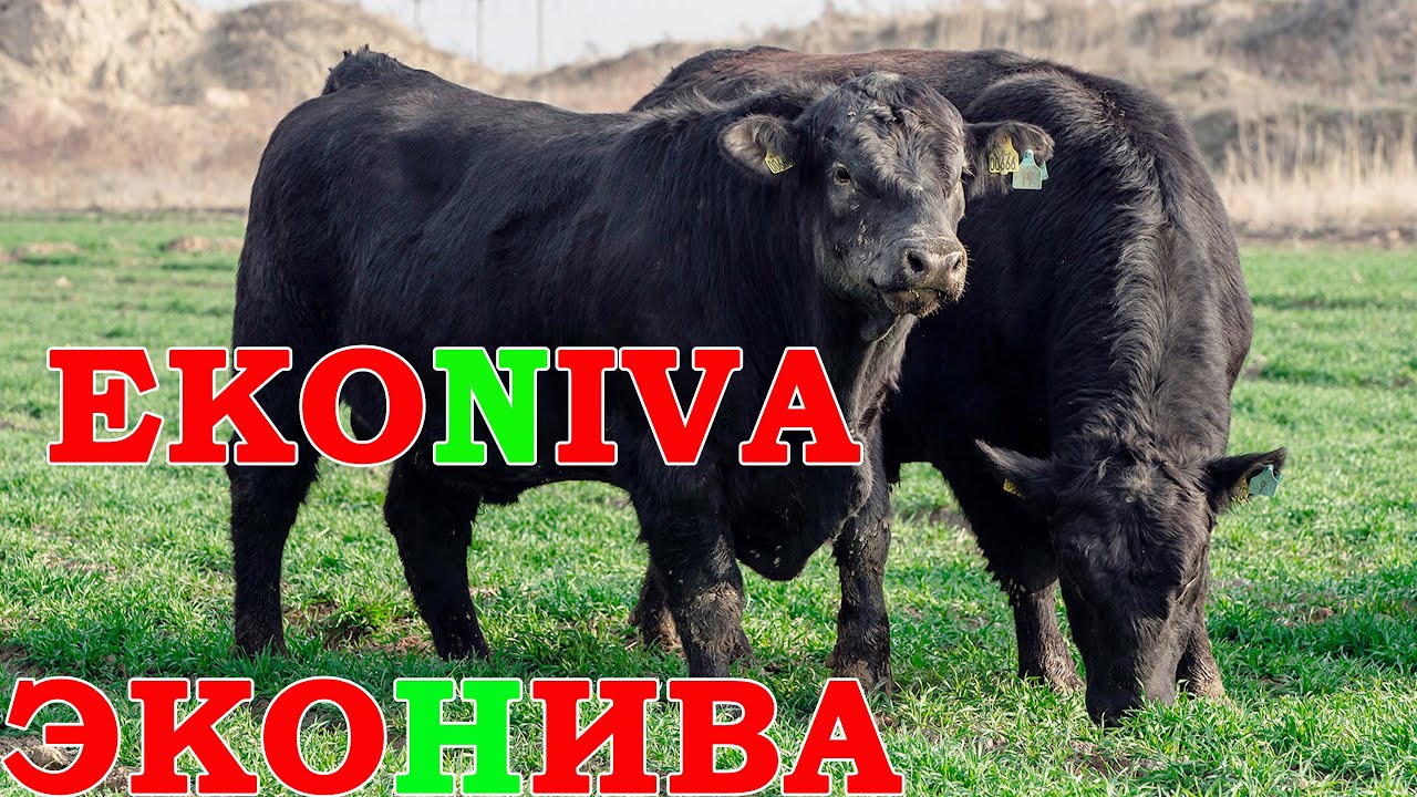 ЭкоНива-АПК Холдинг | Деревня Жмакино