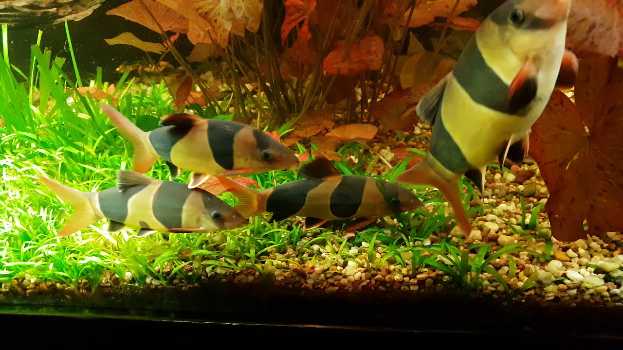 Bocja wspaniała, Chromobotia macracanthus, Clown Loach.01