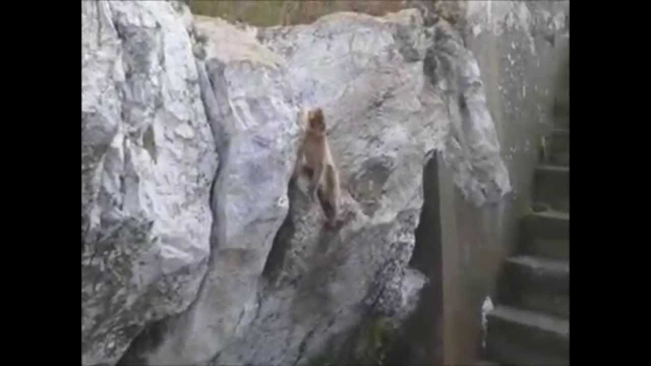 Le Bertucce di Gibilterra