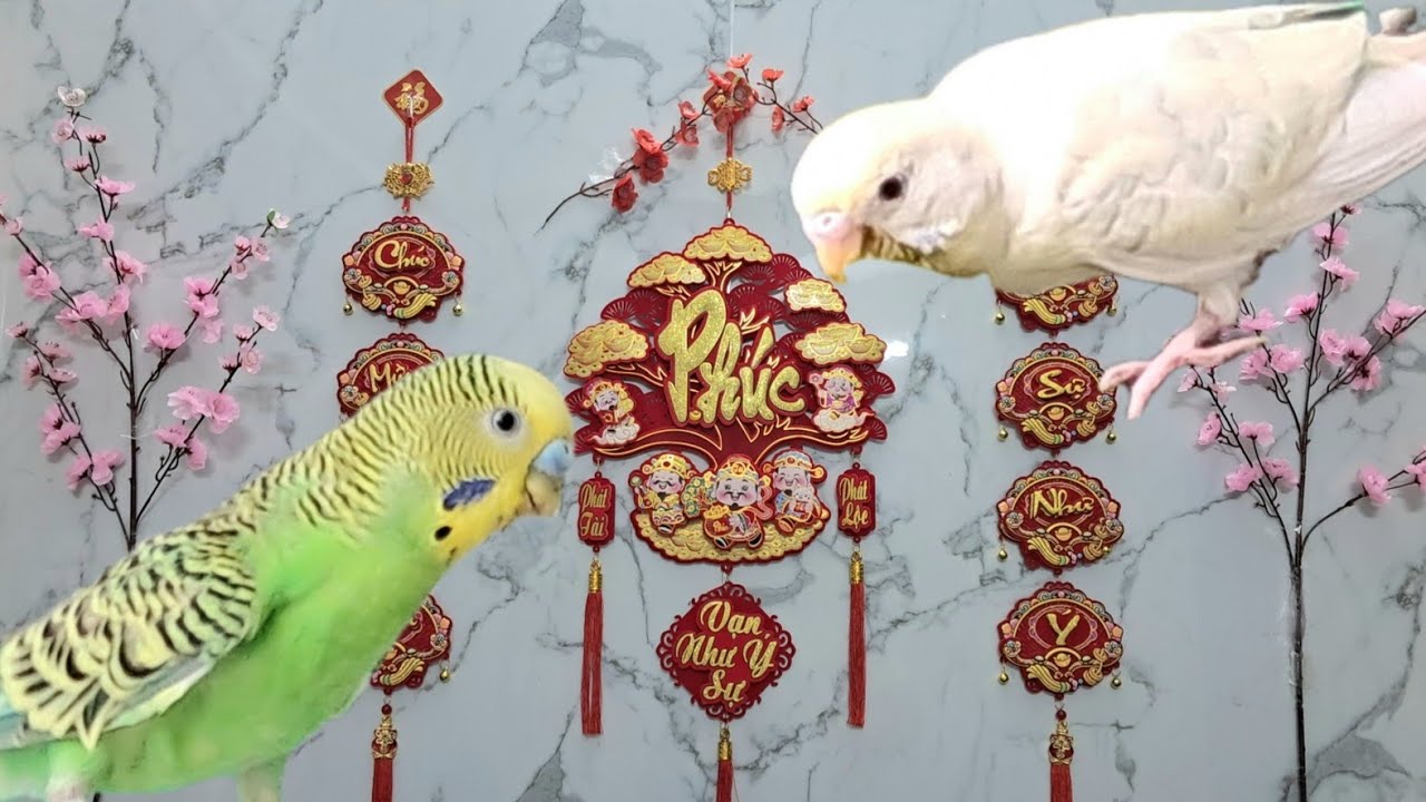 Ngày TẾT, Mở Camera Vào Tổ  Chim,...