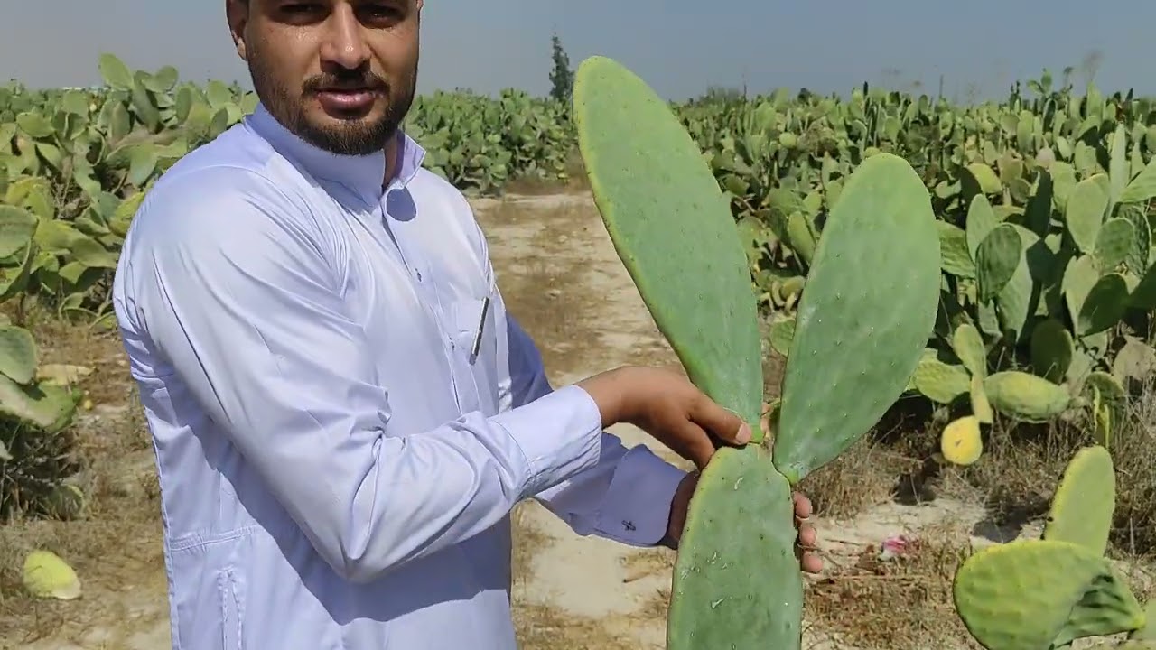 محافظة الجيزة ؛ الواحات البحرية [ الجانب الفني والاقتصادي من زراعة التين الشوكي ت ٠١٠١٢٠٨٨٨١٠
