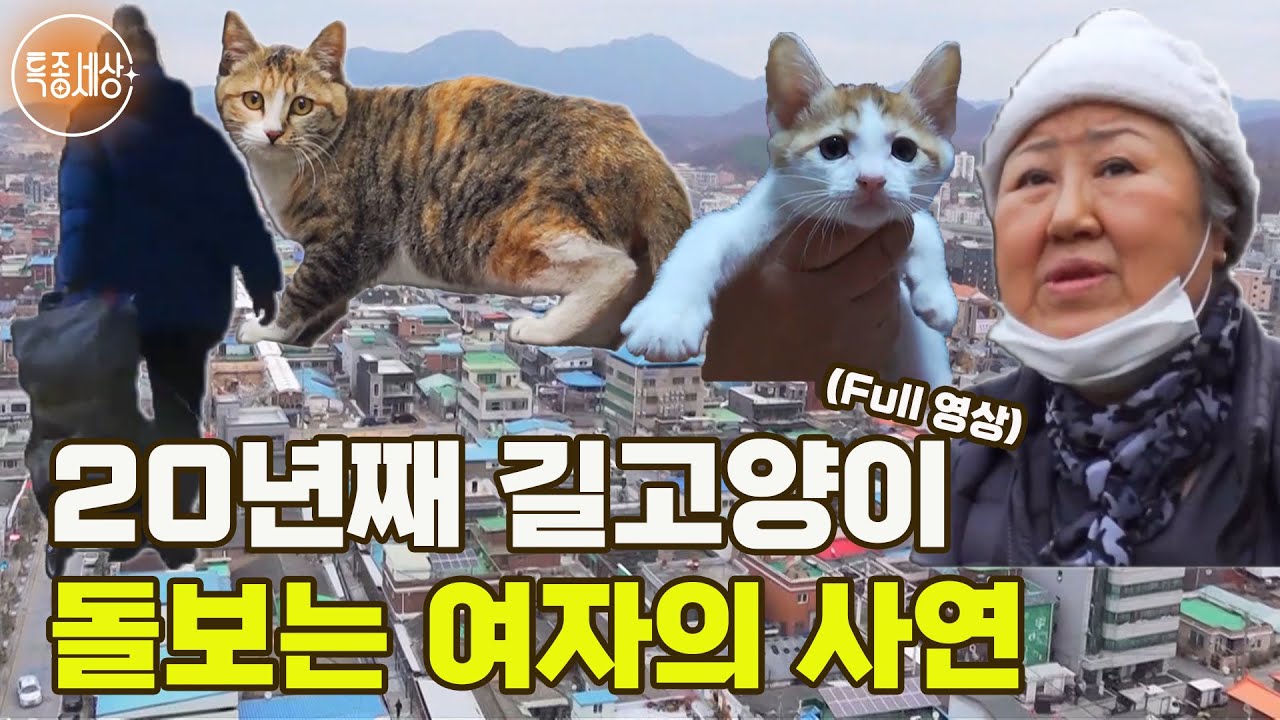 [특종세상] 20년째 길고양이를 돌보는 여자의 사연 [Full영상]
