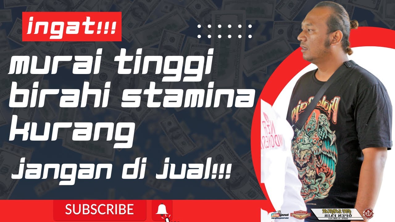 Murai tinggi birahi stamina kurang, JANGAN DI JUAL MURAH!!!! Perbaiki stamina bakal jadi CUAN,!!!