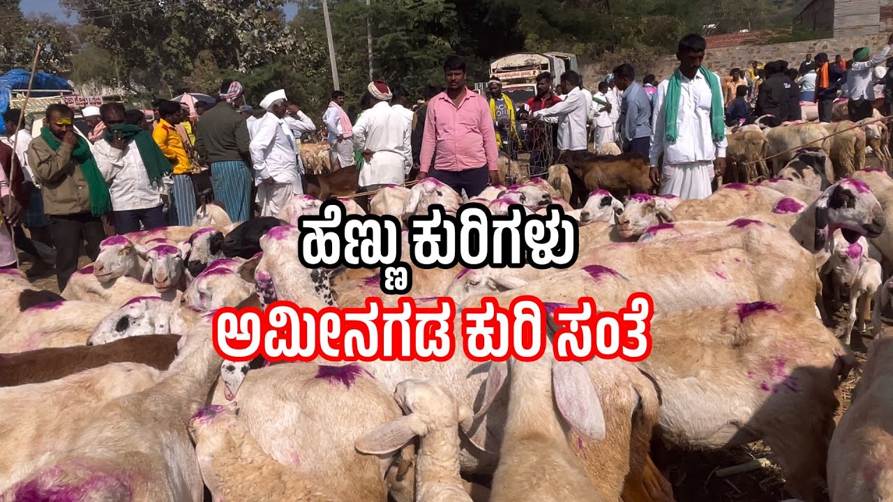 Amingada Femel Sheep 🐑