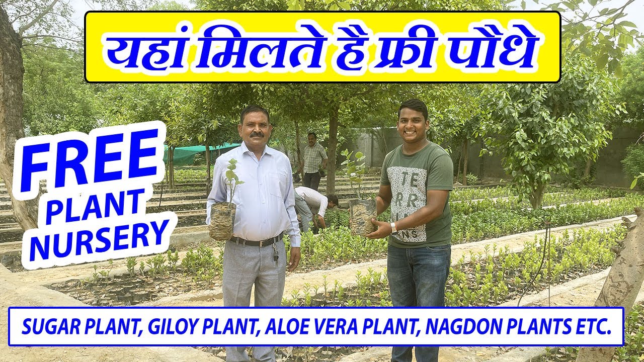 यहां मिलते है फ्री पौधे | जल्दी करो कहि देर न हो जाये | Free Plants Nursery | How To Get Free Plants