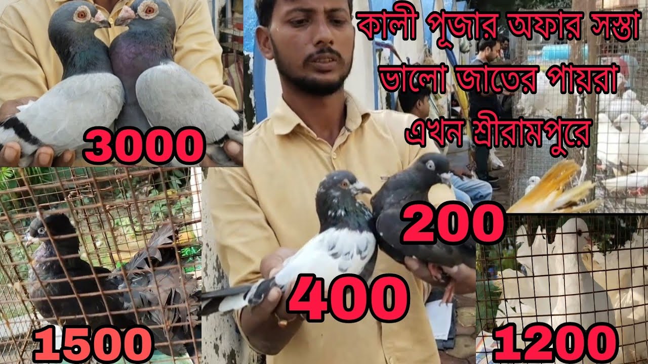 কালী পূজার অফার সস্তা ভালো জাতের পায়রা এখন শ্রীরামপুরে হাটে।Shrirampur pet Market