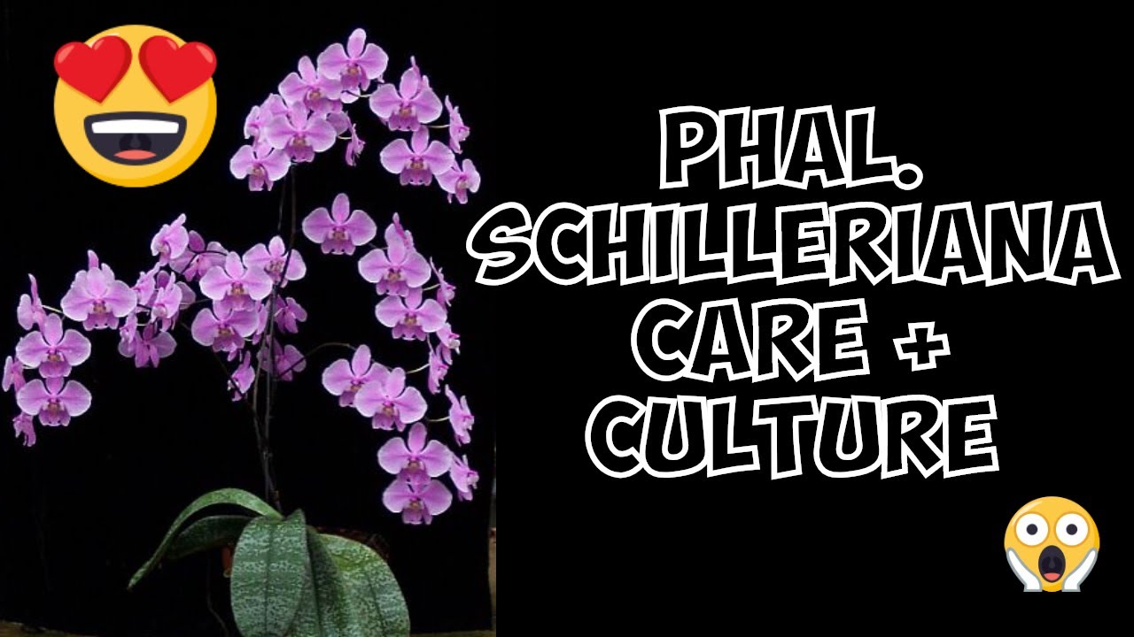Phalaenopsis Schilleriana Orchid Species - Repotting, Care and Culture