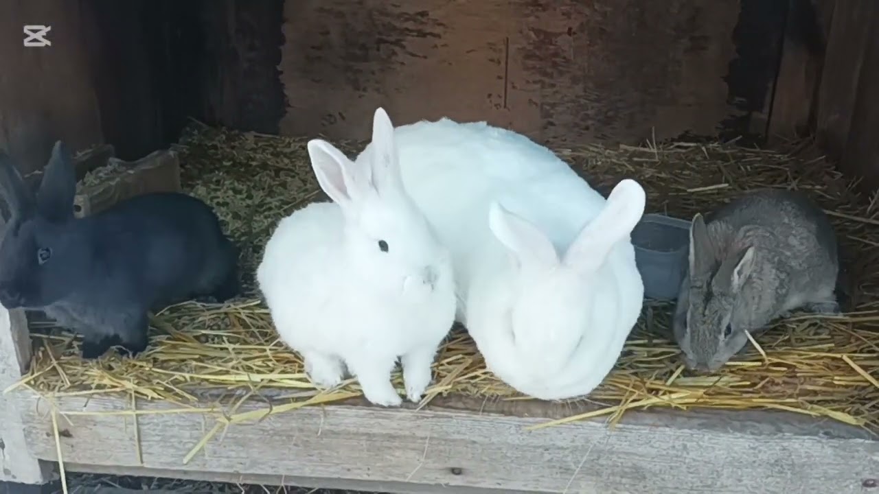 Zima w hodowli i coś poszło nie tak, straty w hodowli...