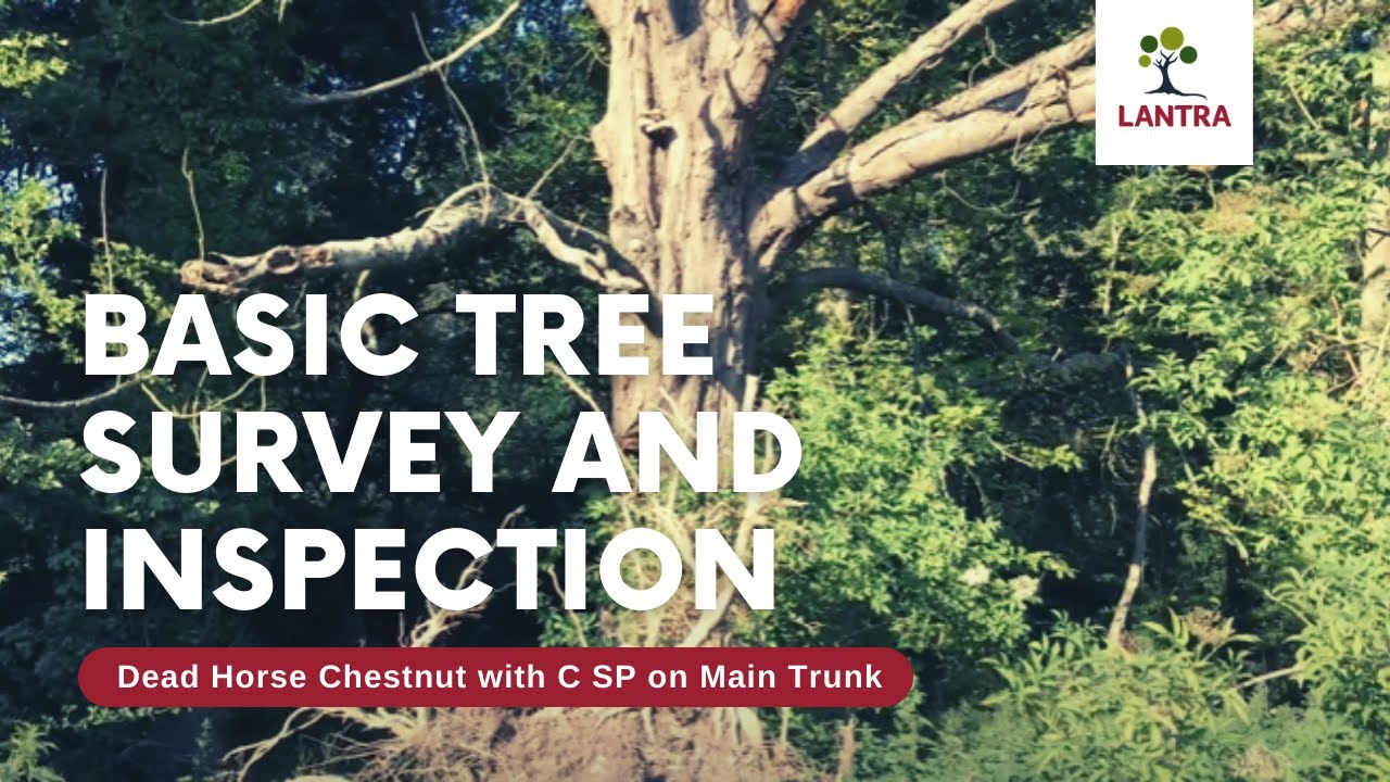 Basic Tree Survey and Inspection - 6. Dead Horse Chestnut with C SP on Main Trunk Inspection