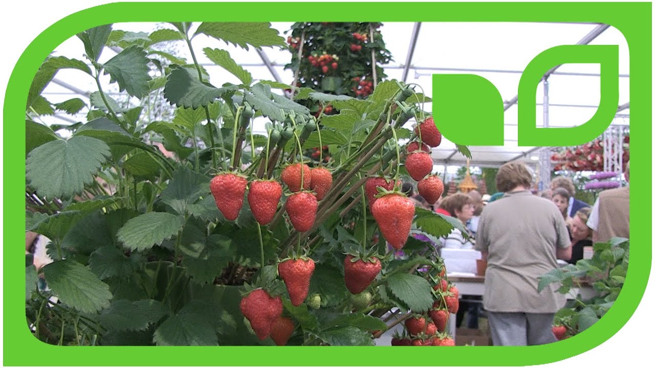 Die perfekten Erdbeeren (Chelsea 2014)