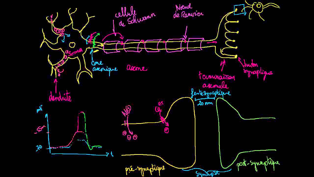 Synapses neuronales chimiques