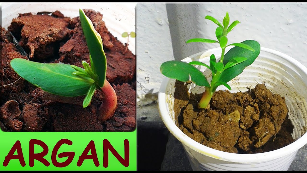 How to Grow an Argan Tree from seed  زراعة الأرڭان من البذرة