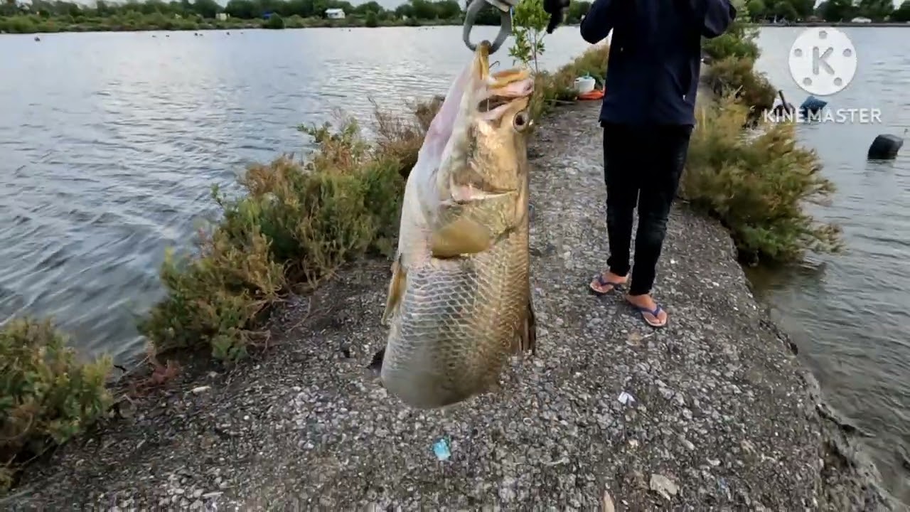 ep.8เก็บตกบ่อลุงดำครึ่งวัน