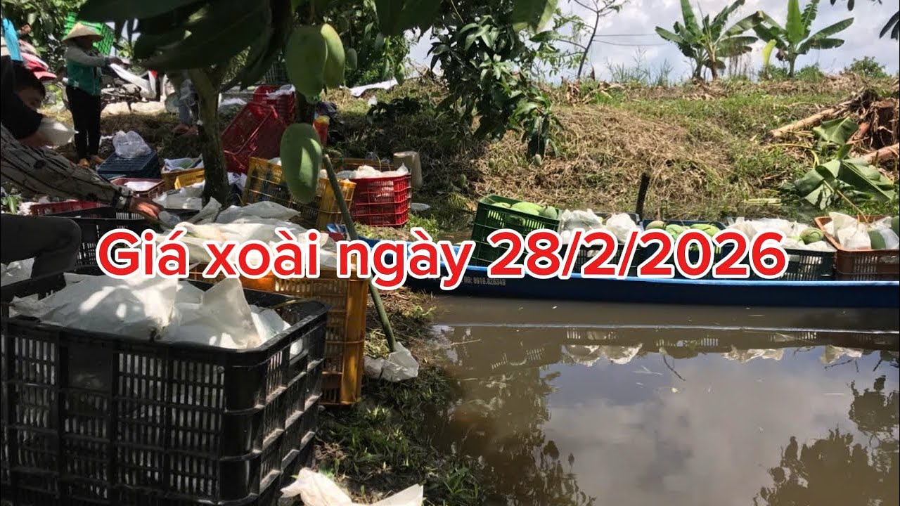 Giá xoài hôm nay ngày 28/2/2026