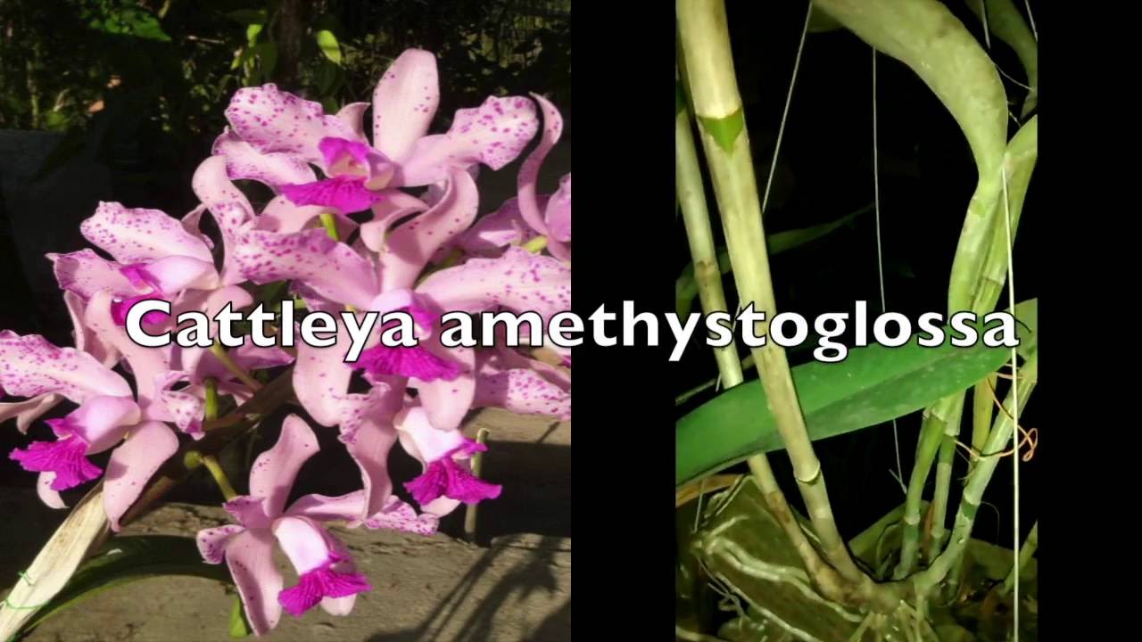 Fases do desenvolvimento da Cattleya amethystoglossa