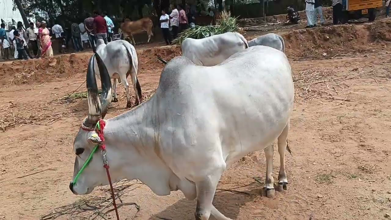 Kangayam Cow Power & Pride | காங்கேயம் பசு மாடு தமிழர் பாரம்பரியத்தின் சின்னம் |