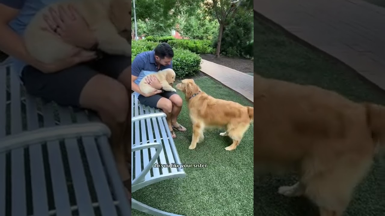 Собака впервые встречает щенка 🥰 #золотистыйретривер #собака