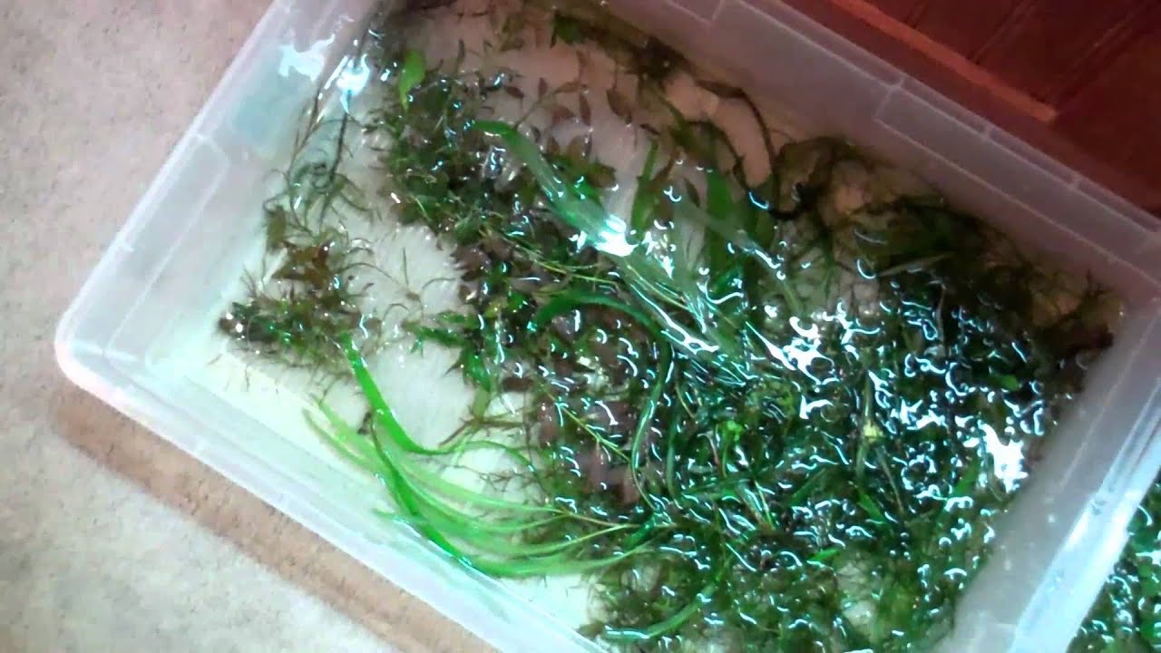 fish tank tv.mp4