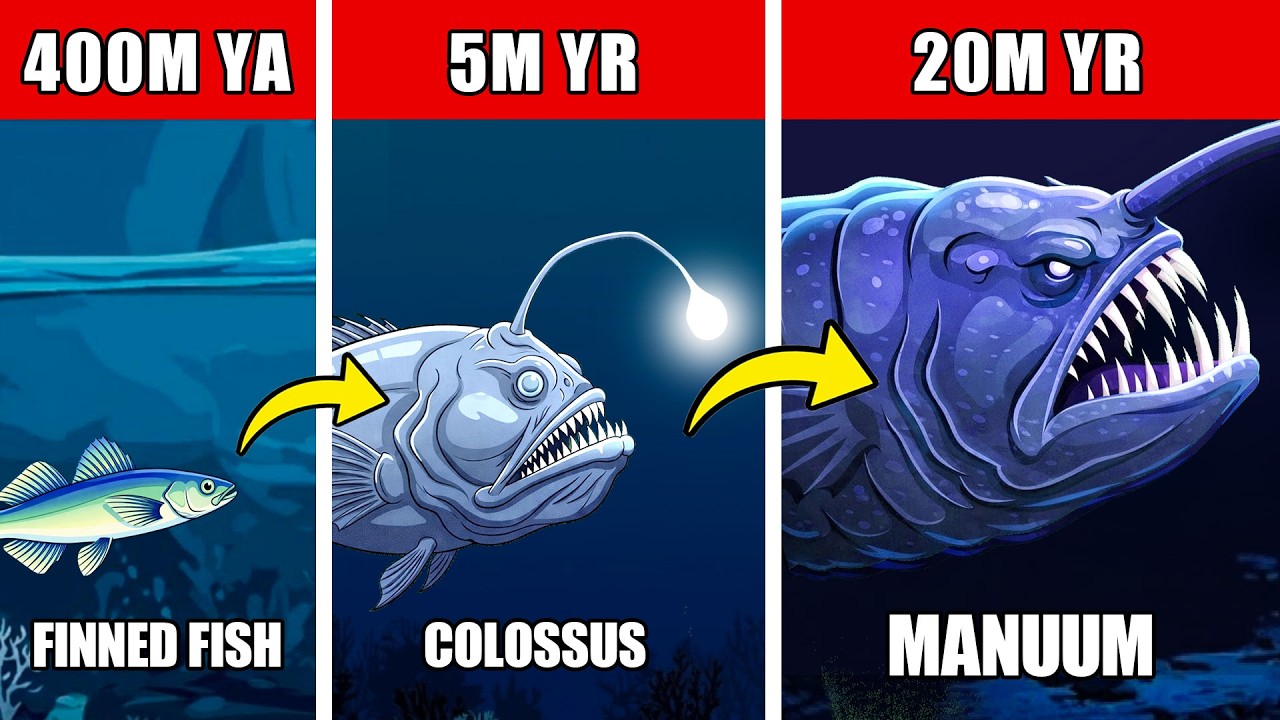 Anglerfish Origin Evolution: Did It Create The Sea Hand Monster?