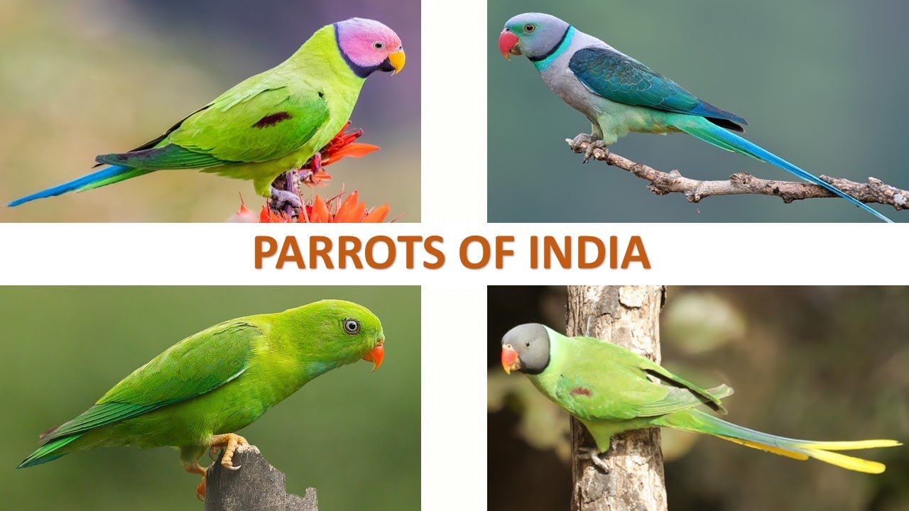 Parrots of India 🦜 🇮🇳 | Parakeets | Birds | Indian Birds