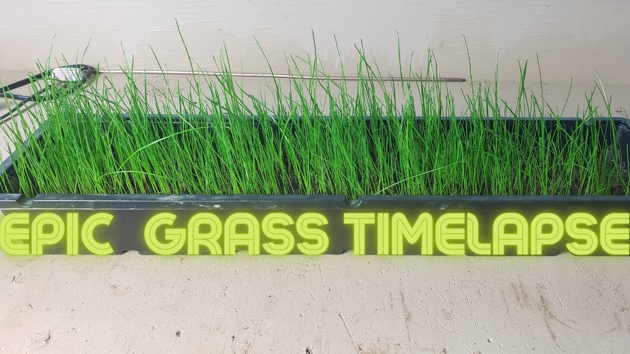 Growing Grass Indoors Part 2: The Timelapse//Timelapse of Perrenial Rye Grass Growing