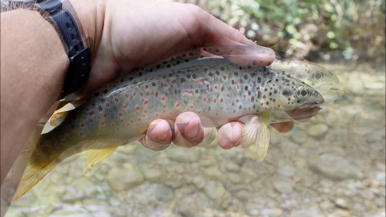 Le Flon - Rivi&egrave;re de l'avant pays savoyard - 11 juillet 2017
