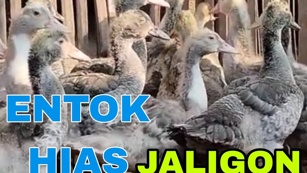 ENTOK JALI ENTOK HIAS #ENTOKJALI#ENTOKHIASJALI#JALIGON