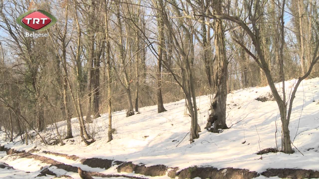 TRT YOLAÇIK (GEZENBİLİR) 08. BÖLÜM - KOCA AYAKLAR