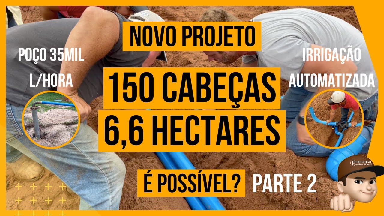150 CABEÇAS em 6,6 HECTARES - PASTEJO ROTACIONADO ADUBADO e IRRIGADO para BOVINOS DE CORTE #PARTE2