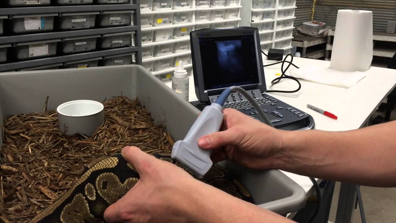 JKR Pro-Tips - Ultrasounding Ball Pythons for Breeding (Episode 1 of 3)