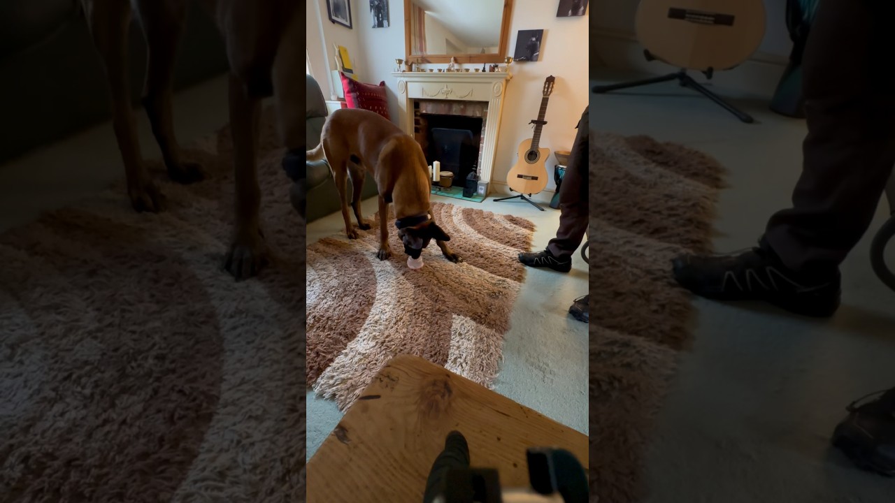 Belgian Malinois learning the &lsquo;freeze&rsquo; for scent detection work #belgianshepherd #belgianmalinois