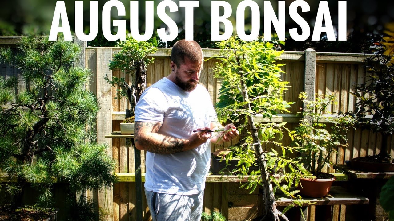 Bonsai jobs for AUGUST 
