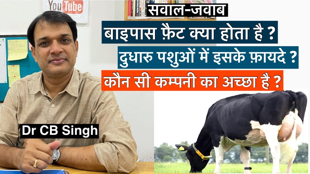 दुधारु पशुओं में बाइपास फ़ैट के फ़ायदे | Dairy Farm | Dr CB Singh | Dairy Ustaad
