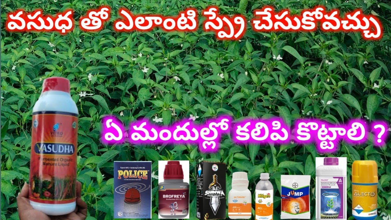 వసుధతో పాటుగా ఏ మందులు కలిపి స్ప్రే చేయొచ్చు? || వసుధ రిజల్ట్ ఏంటి??