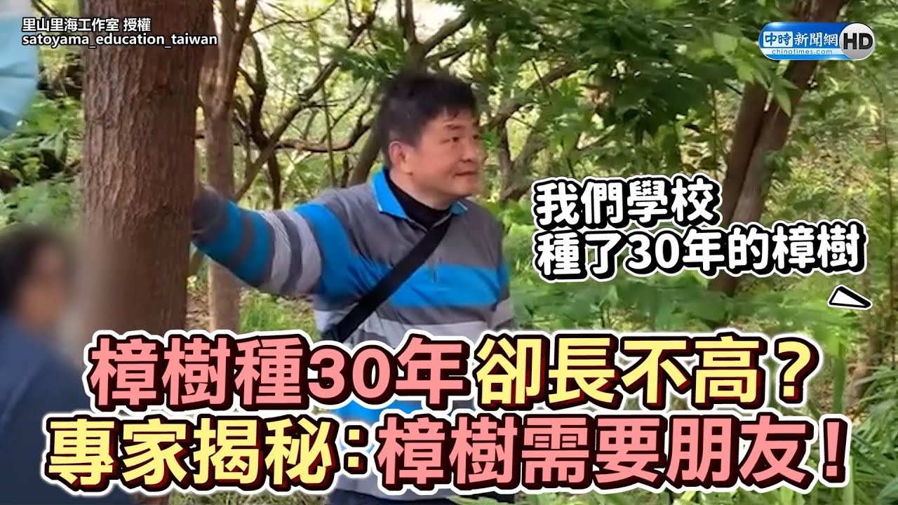 樟樹種30年卻長不高？專家揭秘：樟樹需要朋友！｜觸咪
