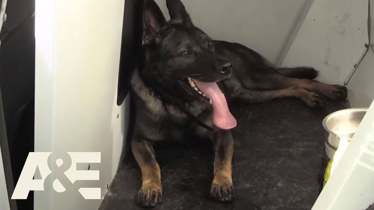 Live PD: Year of the Dog (Season 3) | A&E