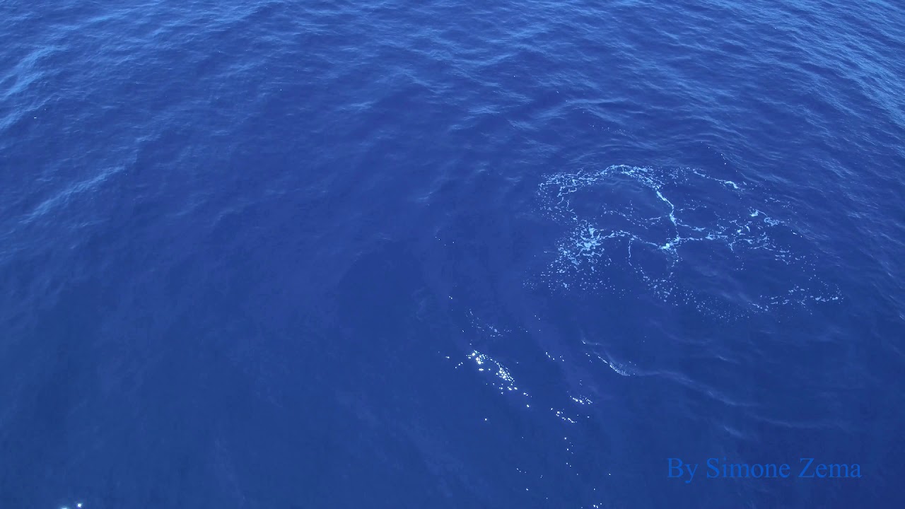 Delfini a Punta Pellaro | CityNow