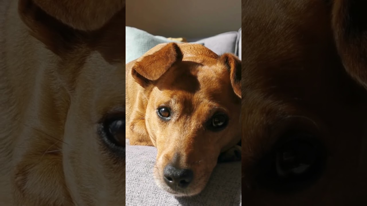 Meu companheiro de quatro patas  - Cachorrinho