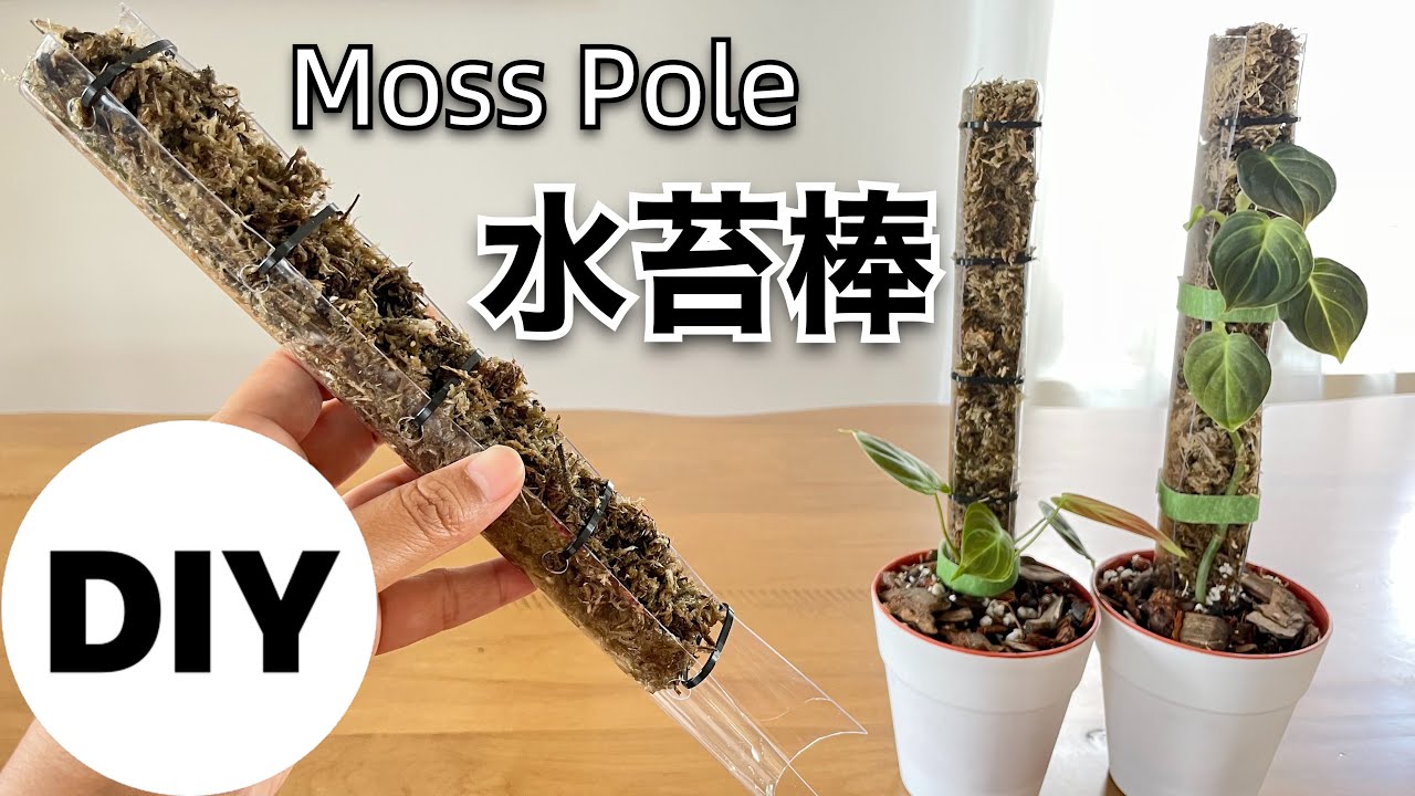 SUB)【DIY】モスポール Moss Pole【水苔棒】