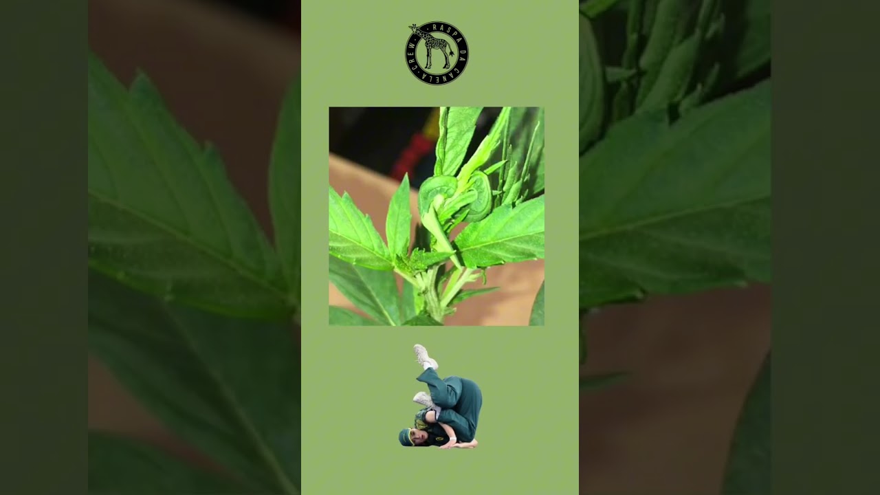 🎥 Sua planta est&aacute; revegetando na flora&ccedil;&atilde;o? Cuidado com a contamina&ccedil;&atilde;o de luz! 🚨