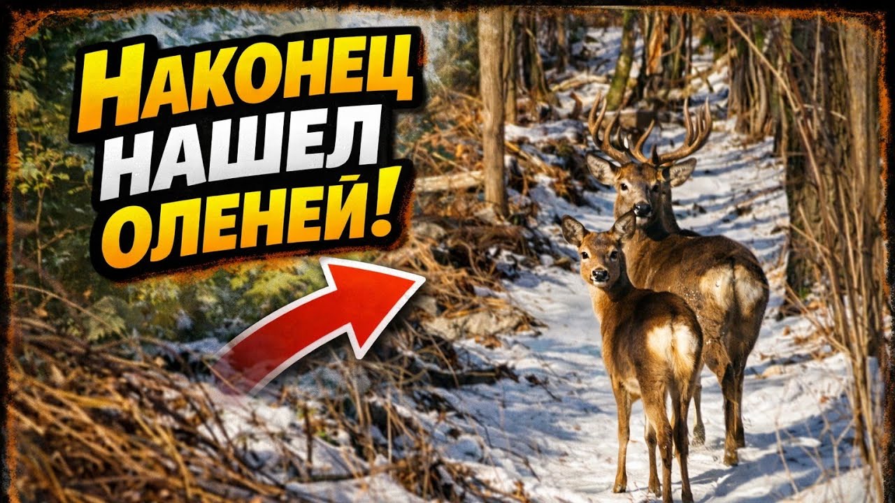 Прогулянка.Нарешті знайшов оленів!