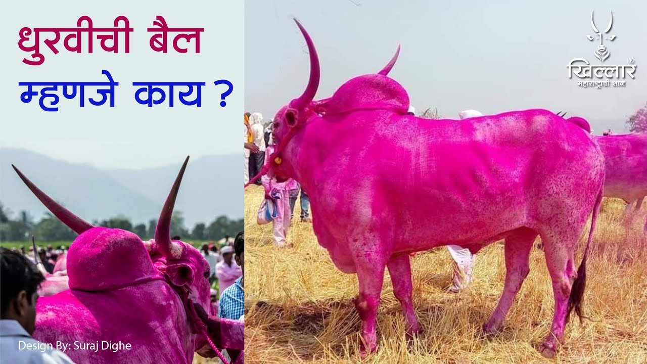 Khillar Maharashtrachi Shaan | धुरवीची बैल म्हणजे काय ? । बावधन | Khillar | 2020