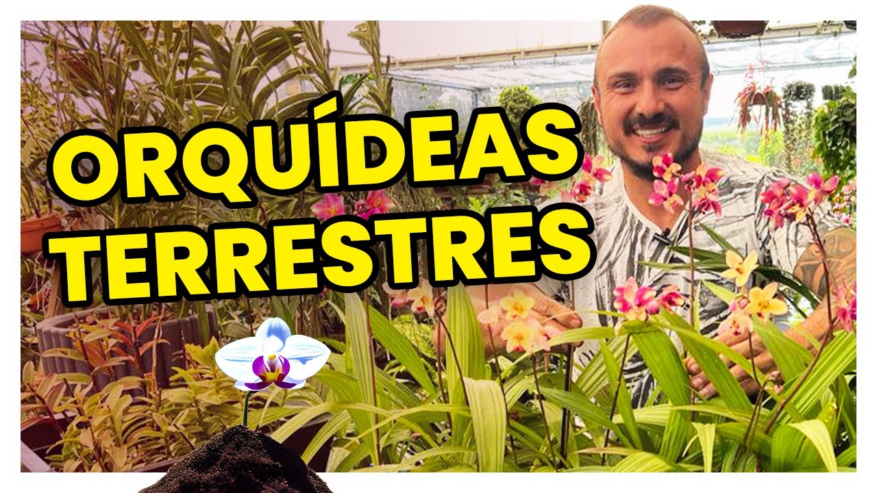 Como plantar orquídea na terra | Fácil e rápido